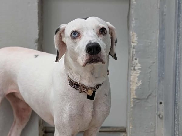 ROXIE