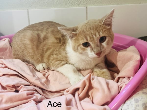 Ace