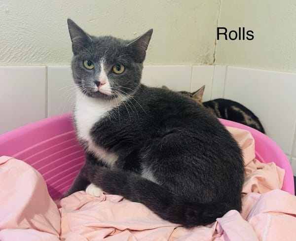 Rolls