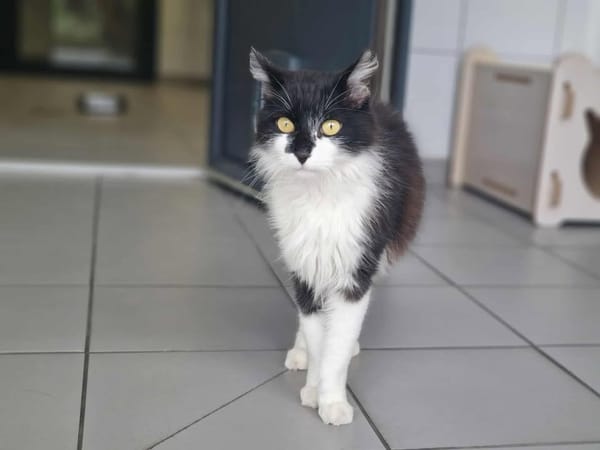 UBERT (adoption en cours)