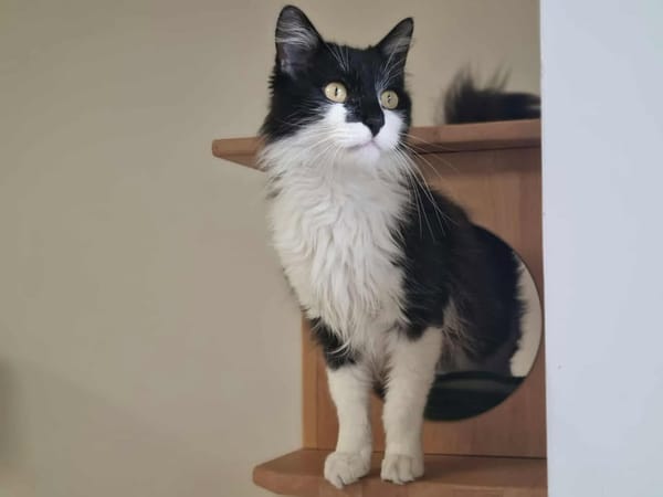 UBERT (adoption en cours)