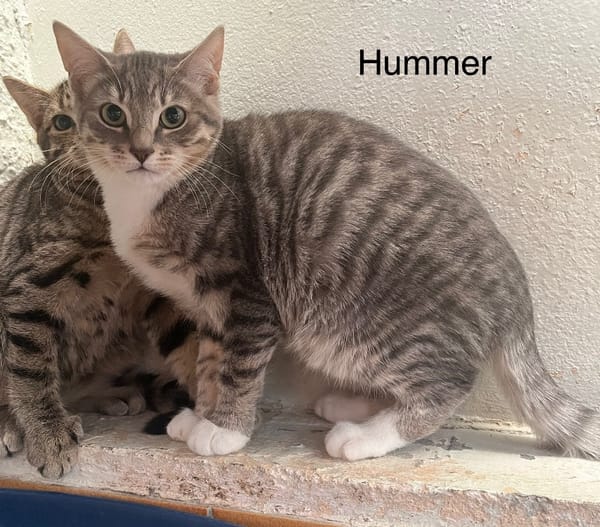 Hummer