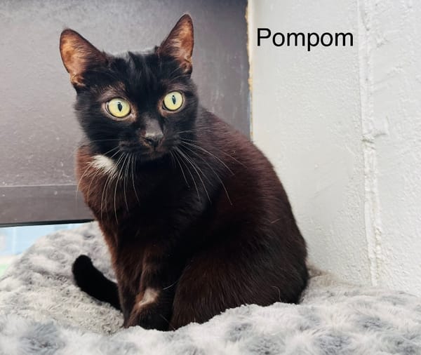 Pompom