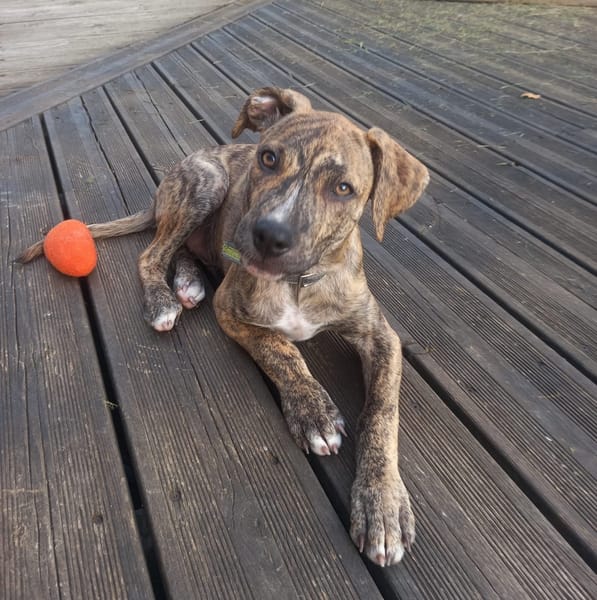 IKO, chiot mâle Berger Créole