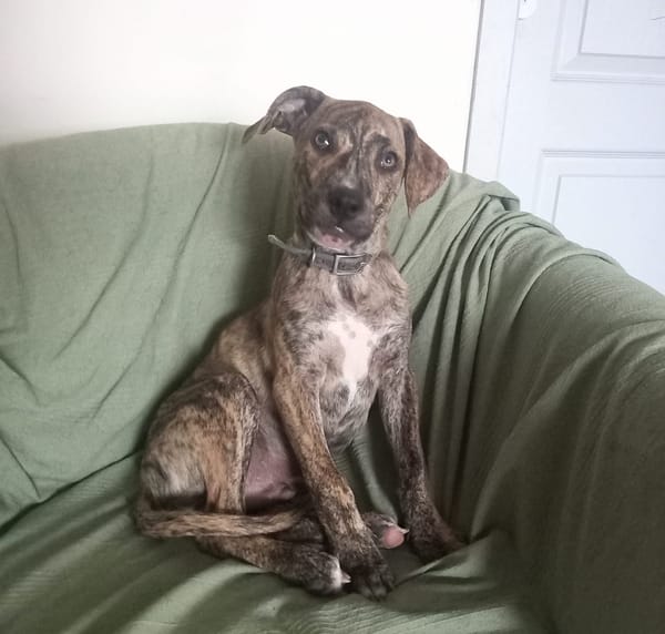 IKO, chiot mâle Berger Créole