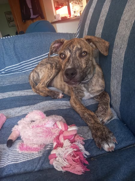 IKO, chiot mâle Berger Créole