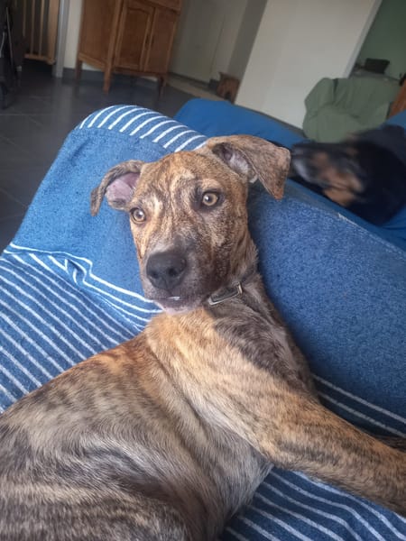 IKO, chiot mâle Berger Créole