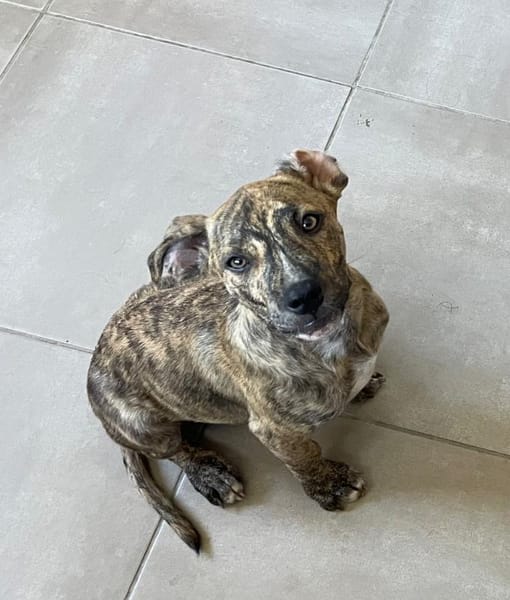 IKO, chiot mâle Berger Créole
