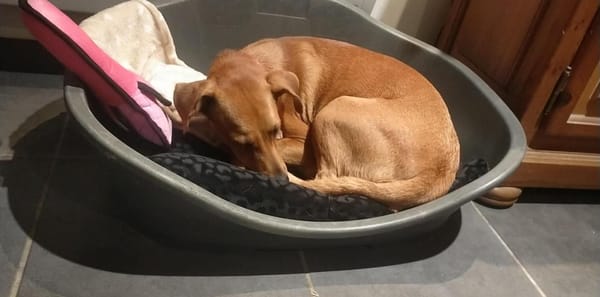 CHOUPY, Mâle berger créole junior