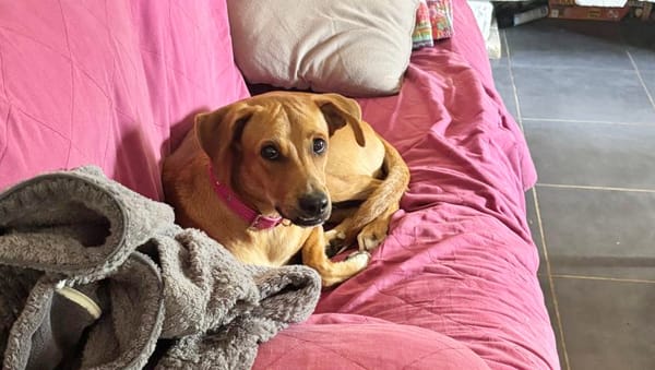 CHOUPY, Mâle berger créole junior