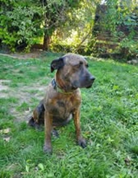 RUBY