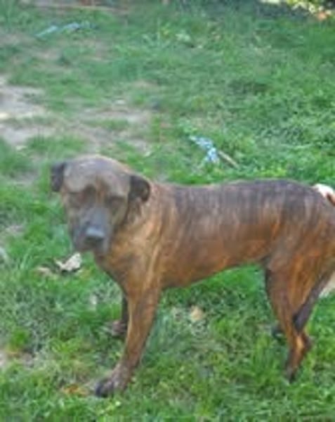 RUBY