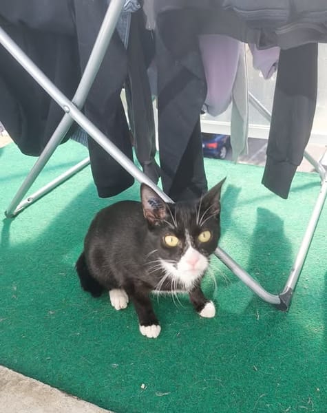 MILO