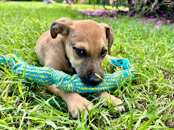 Oris, femelle croisée berger, née le 14/07/2025 🐶
