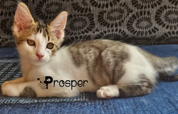 PROSPER
