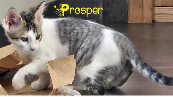PROSPER