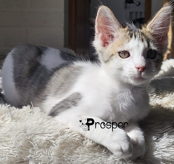 PROSPER