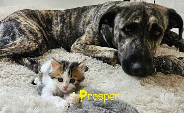 PROSPER