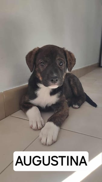 Augustina