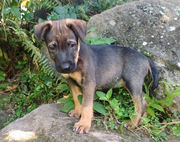 KOALY, chiot femelle Berger Créole