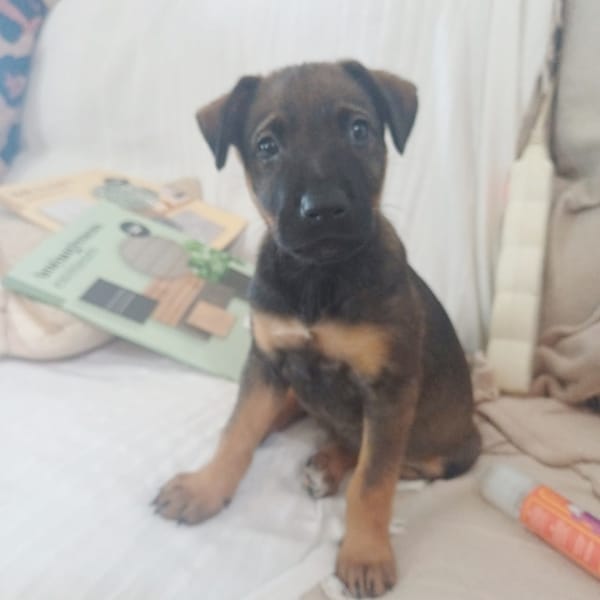 KOALY, chiot femelle Berger Créole