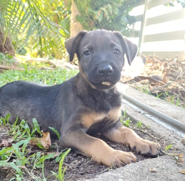 KOALY, chiot femelle Berger Créole