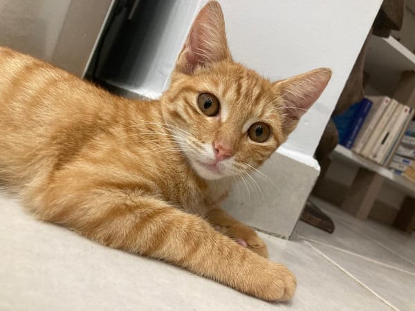 PHEBUS, chaton mâle type européen