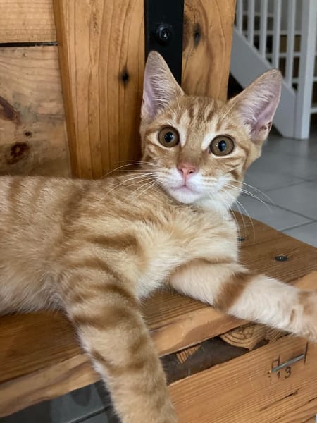 PHEBUS, chaton mâle type européen