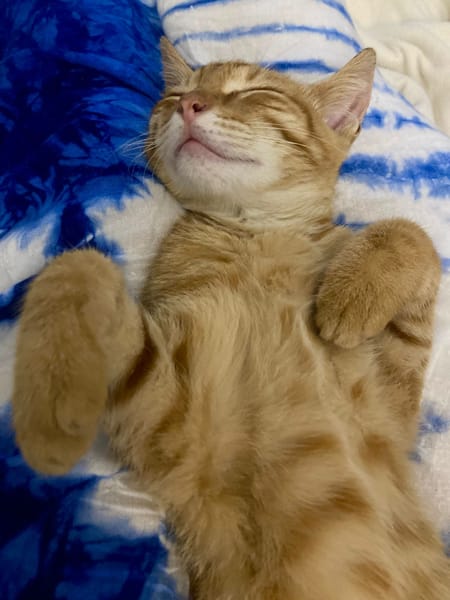 PHEBUS, chaton mâle type européen