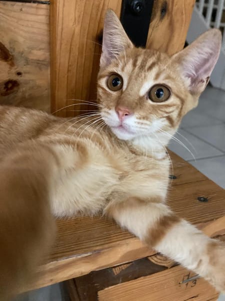PHEBUS, chaton mâle type européen