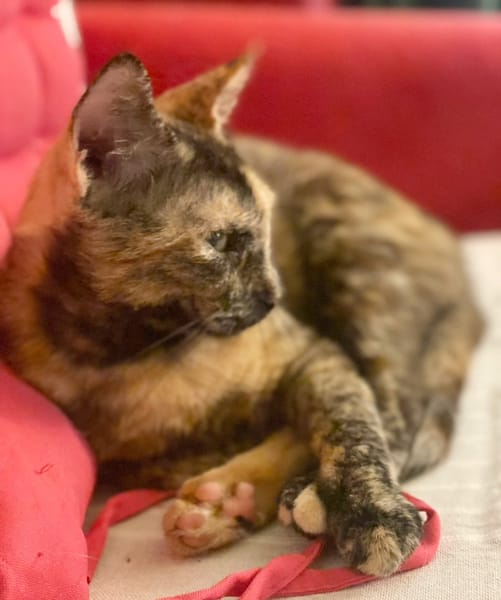 SPHINXY, chat femelle européen