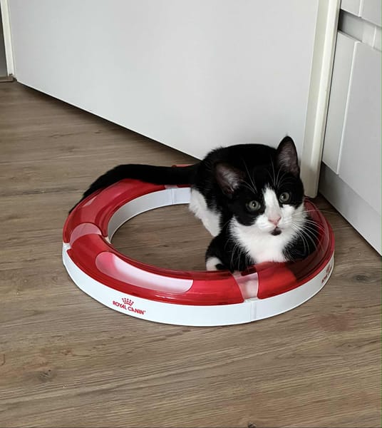 Lilo