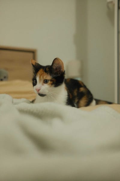Pita