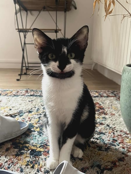 Milo