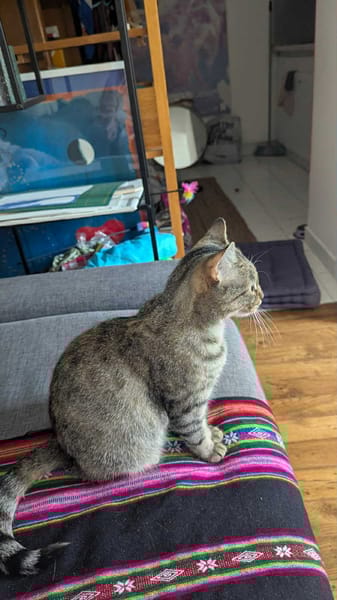 Nala