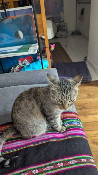 Nala
