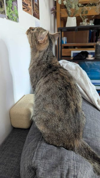 Nala