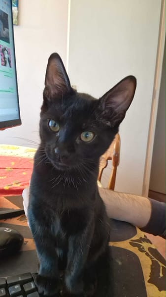 Audrey