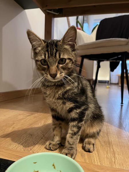 Zazou
