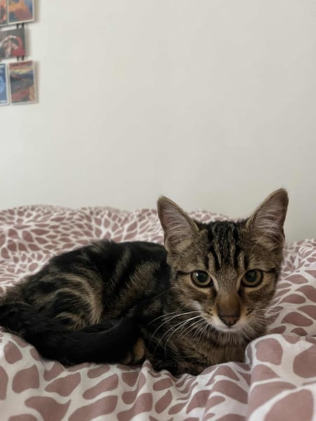 Zazou