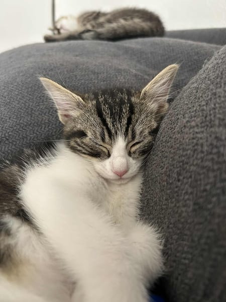 Willow