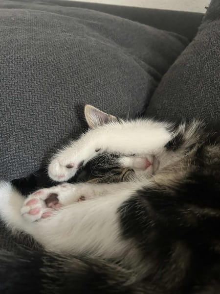 Willow