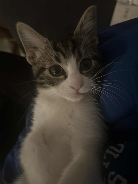 Willow