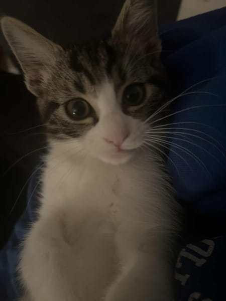 Willow