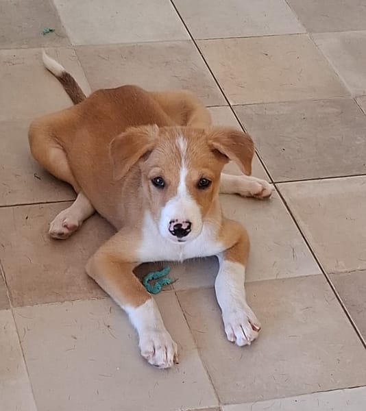 ZÉLIE, chiot femelle Berger Créole