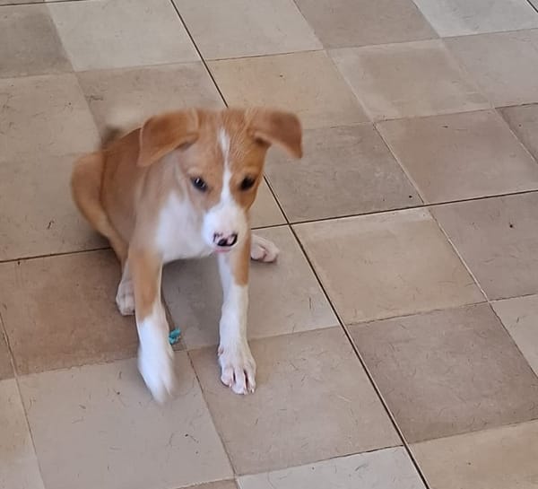 ZÉLIE, chiot femelle Berger Créole