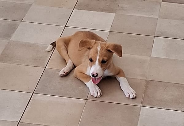 ZÉLIE, chiot femelle Berger Créole