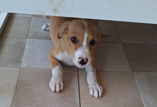 ZÉLIE, chiot femelle Berger Créole