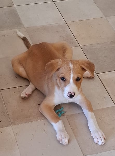 ZÉLIE, chiot femelle Berger Créole