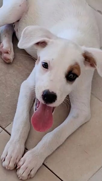ARCHIE, chiot mâle Berger Créole